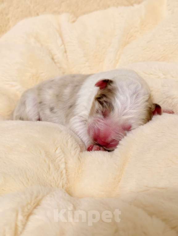 Собаки в Солнечногорске: Щенки австралийской овчарки/ аусси Мальчик, 70 000 руб. - фото 1