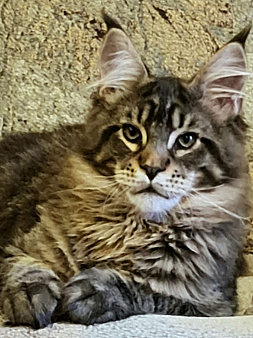 Мейн кун котята