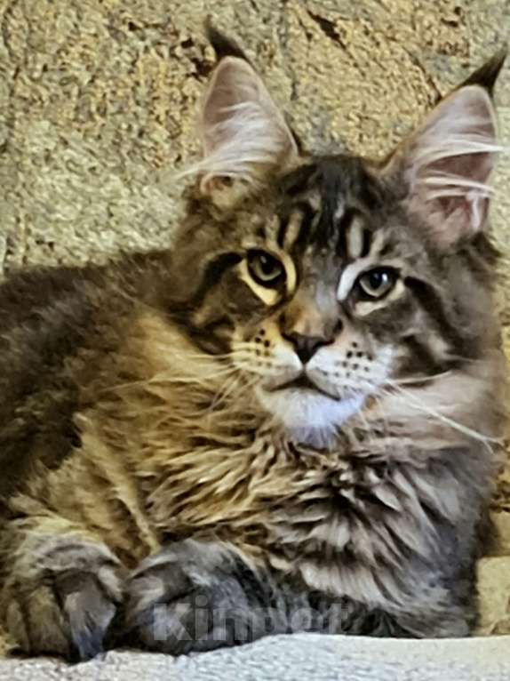 Кошки в других городах Ярославской области: Мейн кун котята Мальчик, Бесплатно - фото 1