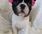 Собаки в других городах Московской области: Щенки французского бульдога Девочка, Бесплатно - фото 2