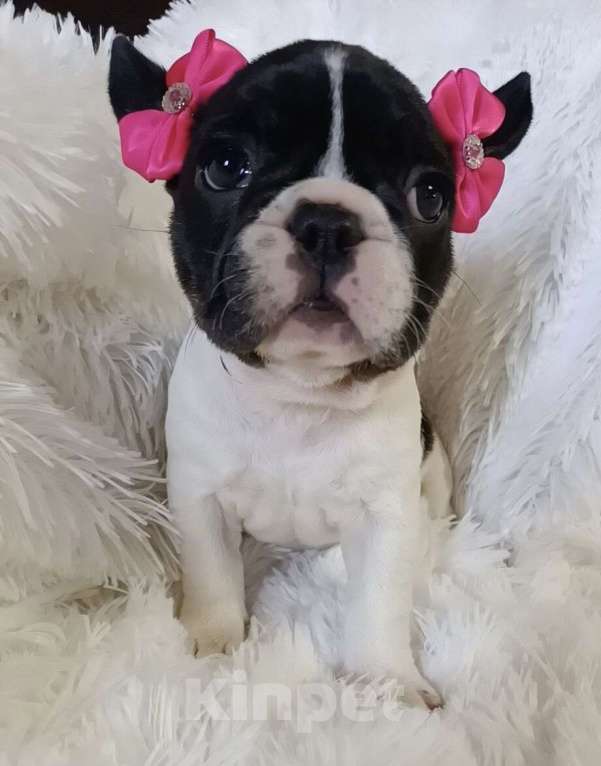 Собаки в других городах Московской области: Щенки французского бульдога Девочка, Бесплатно - фото 2
