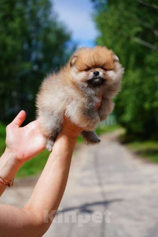 Собаки в Мур: продажа щенков Девочка, 65 000 руб. - фото 2