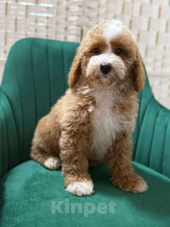 Собаки в Туле: Лабрадудль девочка Девочка, 200 000 руб. - фото 2