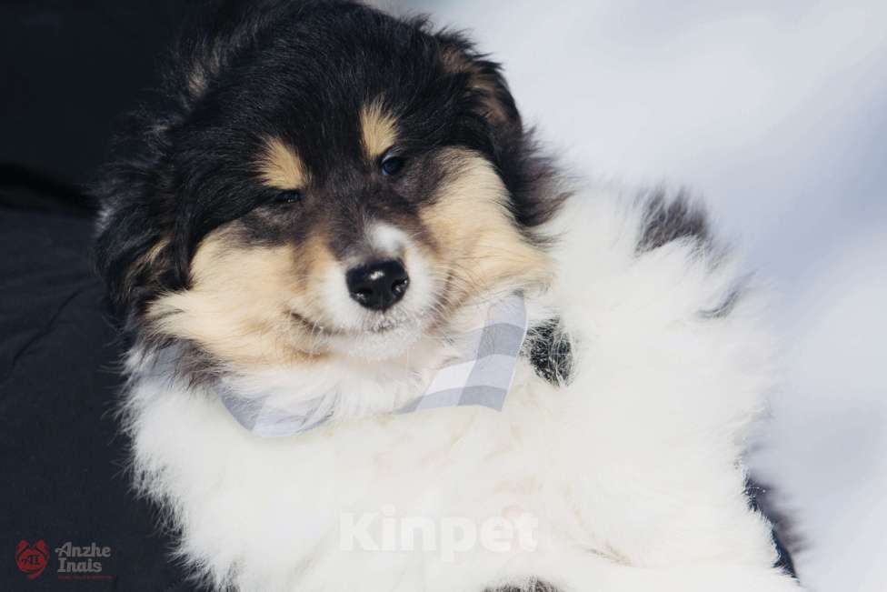 Собаки в Челябинске: Триколорный щенок колли длинношерстного Мальчик, Бесплатно - фото 7