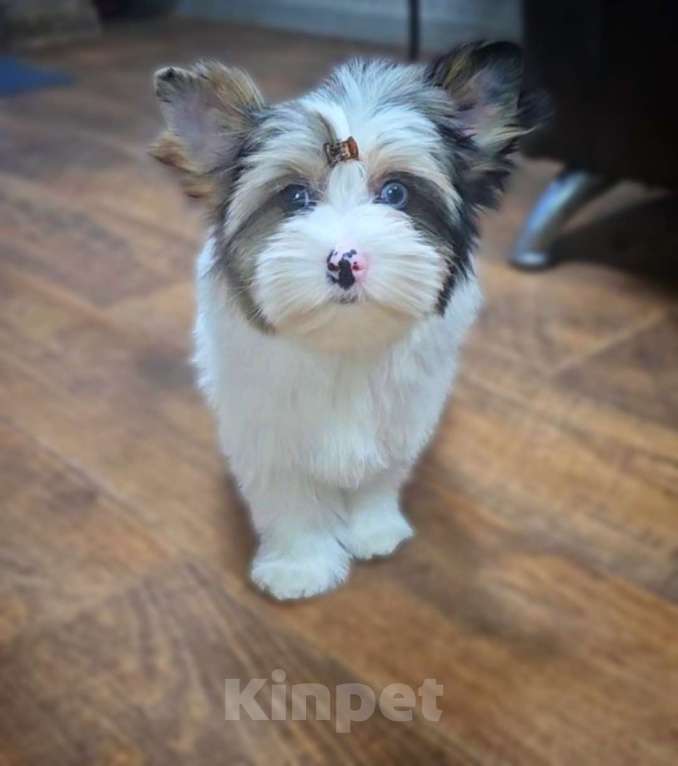 Собаки в Москве: Девочка Голдберри Диамонд Девочка, 120 000 руб. - фото 1