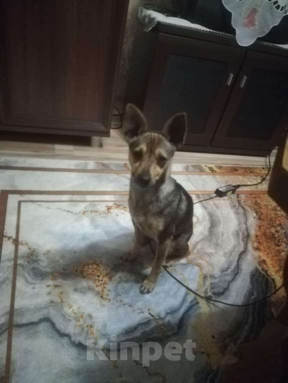 Собаки в Шахте: Найдена собачка - девочка Девочка, Бесплатно - фото 2