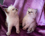 Кошки в Краснодаре: Невские маскарадные котята кошечка кот Девочка, 23 000 руб. - фото 2
