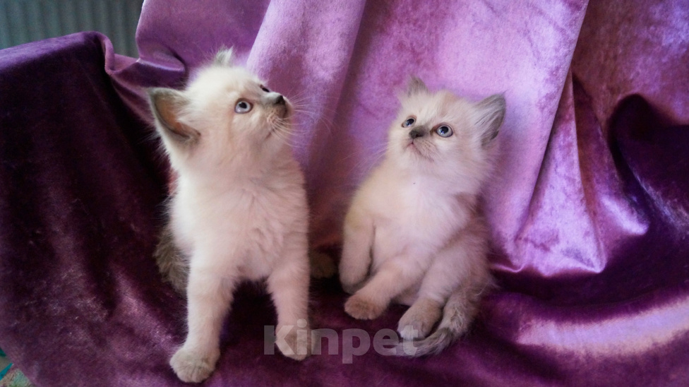 Кошки в Краснодаре: Невские маскарадные котята кошечка кот Девочка, 23 000 руб. - фото 2