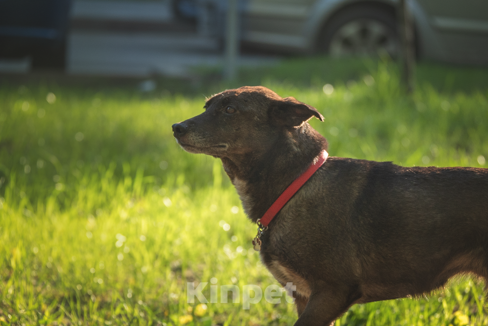 Собаки в Солнечногорске: Домашняя маленькая собачка в поисках дома Девочка, Бесплатно - фото 2