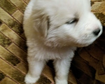 Собаки в Домодедово: Антей белоснежный щенок Мальчик, 5 000 руб. - фото 3