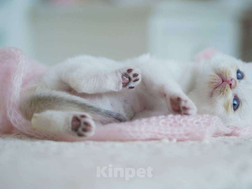 Кошки в Москве: Британский мальчик Фан-Фан Мальчик, 100 000 руб. - фото 3