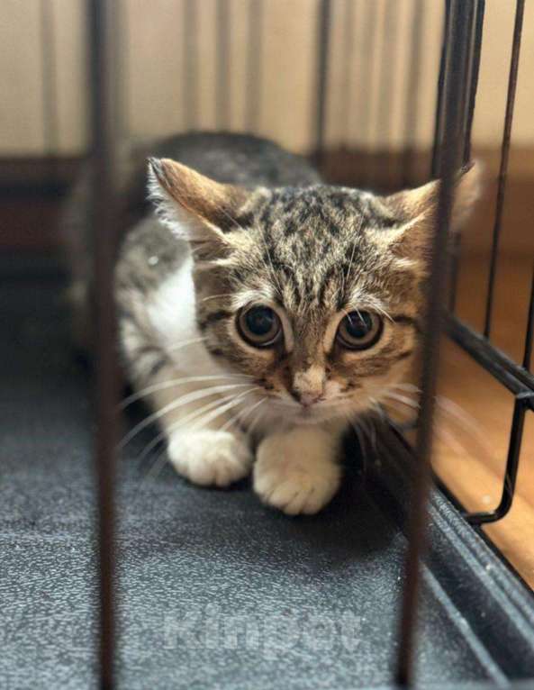 Кошки в Москве: Котенок Ириска ищет друзей Девочка, Бесплатно - фото 1