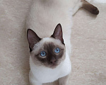 Кошки в Малмыже: Вязка Тайский кот, 1 800 руб. - фото 1