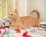 Кошки в Малоархангельске: "Золотой Остап", 55 руб. - фото 5