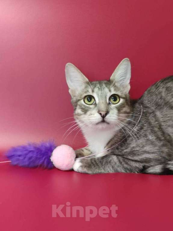 Кошки в Москве: Котёнок домой Мальчик, Бесплатно - фото 6