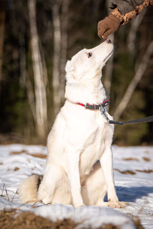 Собаки в Клине: Ванда — энергичная собачка Девочка, Бесплатно - фото 7