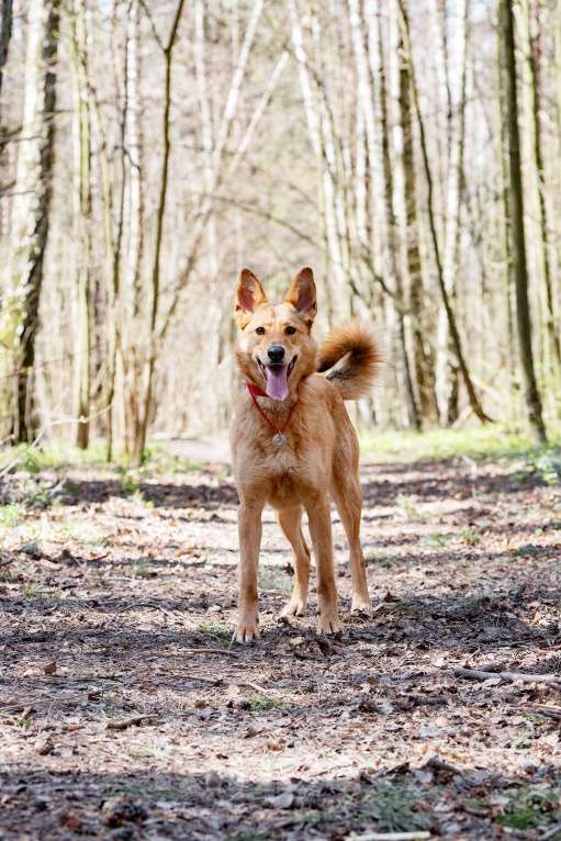 Собаки в Москве: Её спасли из отлова… и она оказалась идеальной собакой Девочка, Бесплатно - фото 2
