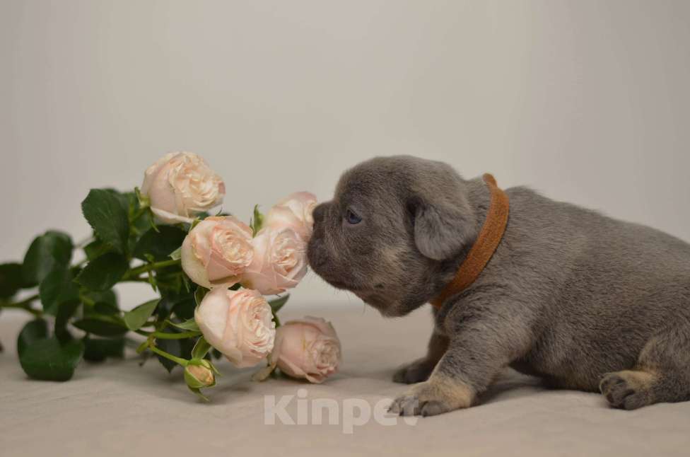 Собаки в Перми: Щенки французского бульдога Разнополые, Бесплатно - фото 2