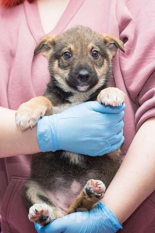 Собаки в Москве: Если у вас не было собаки раньше, этот щенок для вас Девочка, Бесплатно - фото 1