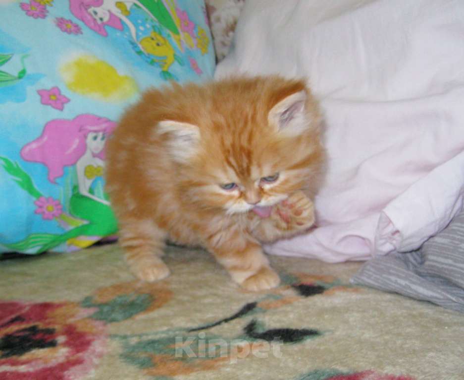 Кошки в Ставрополе: Красный мраморный хайленд Девочка, 25 000 руб. - фото 2