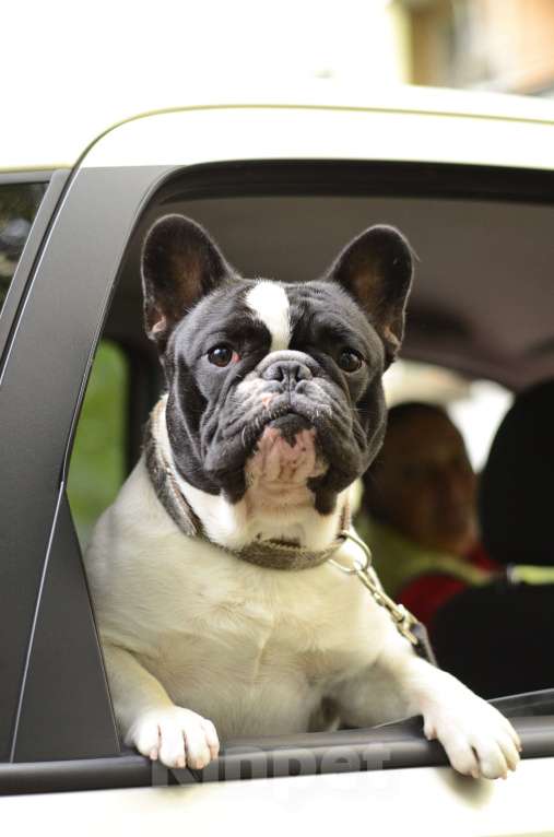 Собаки в Щелково: Высокопородные кобели для вязок Мальчик, 20 000 руб. - фото 2