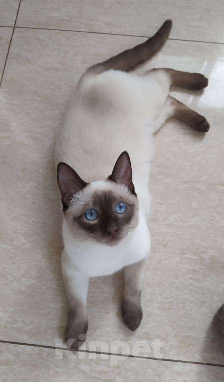 Кошки в Малмыже: Вязка Тайский кот, 1 800 руб. - фото 1