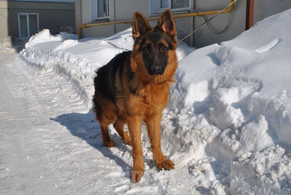 Собаки в Кирове: Продаётся щенок немецкой овчарки-кобель Мальчик, 30 000 руб. - фото 3