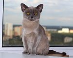 Кошки в Москве: Бурма - котята из питомника Мальчик, 90 000 руб. - фото 5