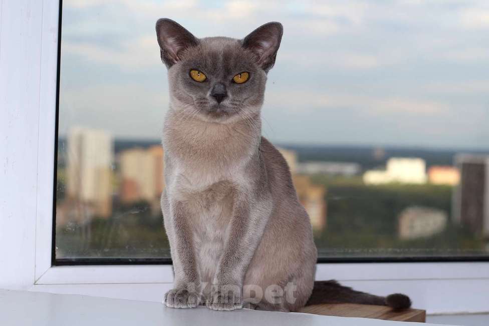 Кошки в Москве: Бурма - котята из питомника Мальчик, 90 000 руб. - фото 5