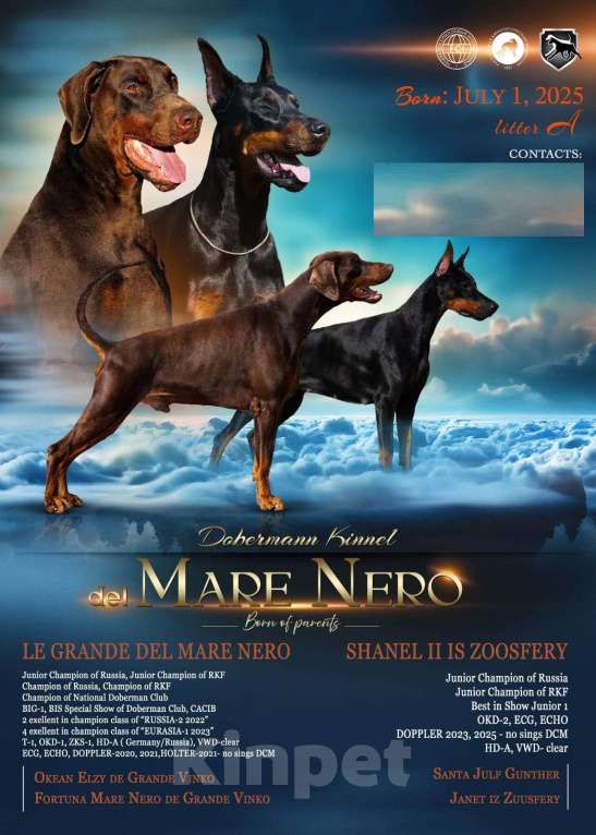 Собаки в Ейске: щенок добермана Девочка, 90 000 руб. - фото 4