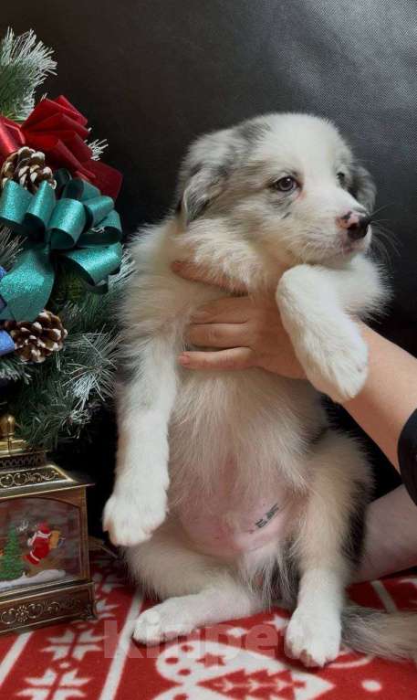 Собаки в других городах Московской области: Бордер колли мраморный щенок Мальчик, 70 000 руб. - фото 6