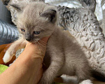 Кошки в Москве: Котята ищут дом Мальчик, Бесплатно - фото 2