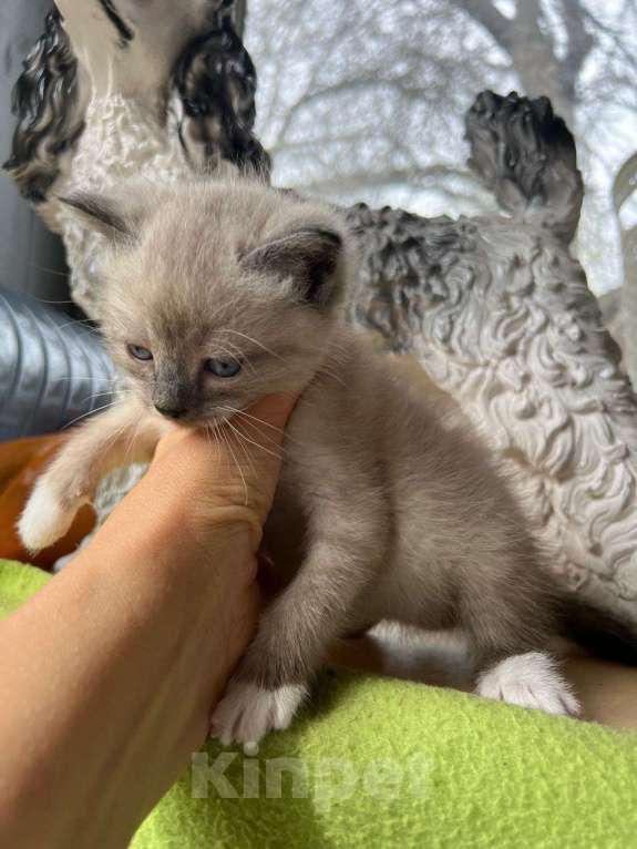 Кошки в Москве: Котята ищут дом Мальчик, Бесплатно - фото 2