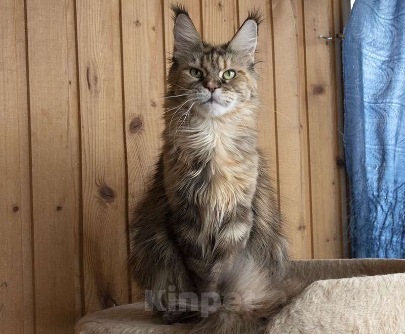 Кошки в Москве: Мейн Кун Кошка Девочка, 6 000 руб. - фото 4