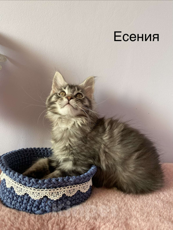 Кошки в Санкт-Петербурге: Котенок Мейн Кун девочка  Девочка, 45 000 руб. - фото 1