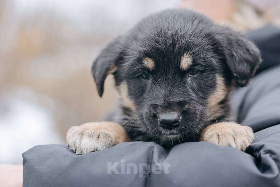 Собаки в Москве: Бакки Мальчик, Бесплатно - фото 3