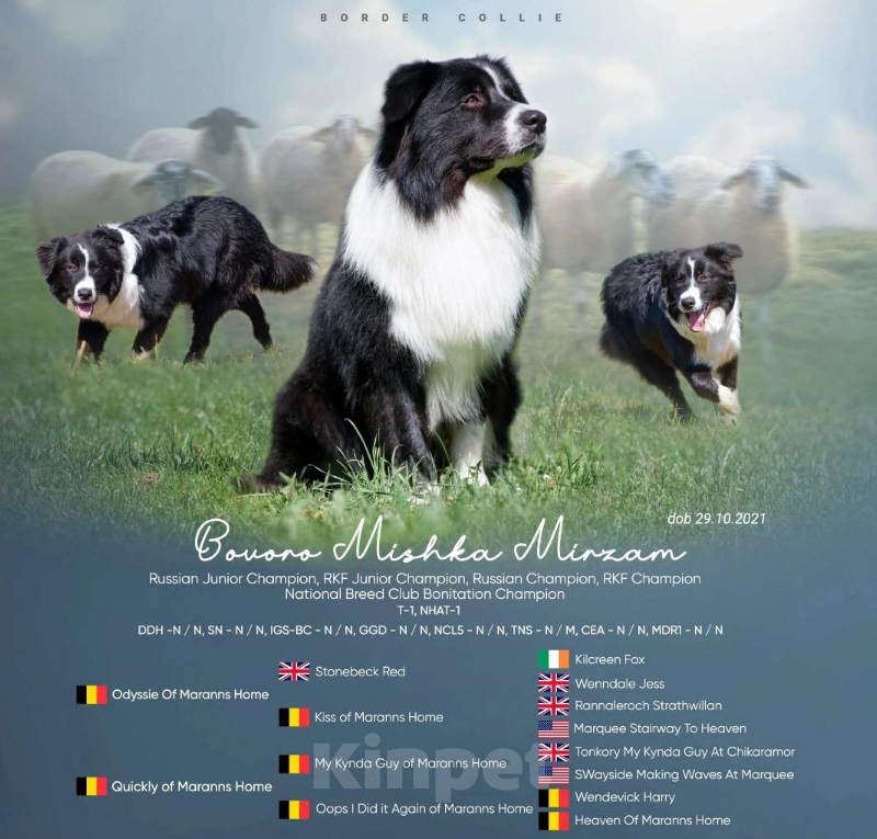 Собаки в Новосибирске: Предлагаеться к вязке. кобель БОРДЕР КОЛЛИ. Мальчик, Бесплатно - фото 1