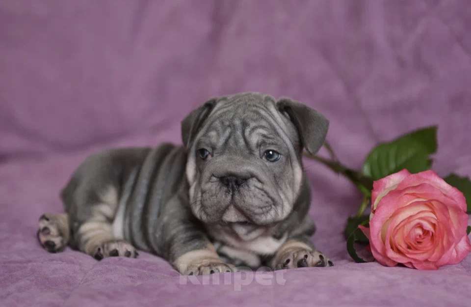 Собаки в других городах Воронежской области: Малыш Бигроп  Мальчик, 200 000 руб. - фото 9