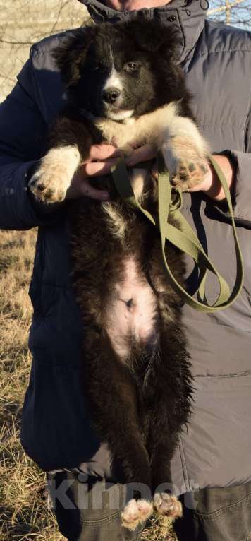 Собаки в Москве: Нежный малыш в поиске дома☺️ Мальчик, Бесплатно - фото 5