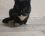 Кошки в Иркутске: КОТИК ИЩЕТ СЕБЕ ДОМ Мальчик, Бесплатно - фото 3