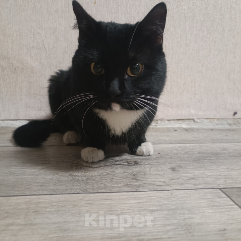 Кошки в Иркутске: КОТИК ИЩЕТ СЕБЕ ДОМ Мальчик, Бесплатно - фото 3