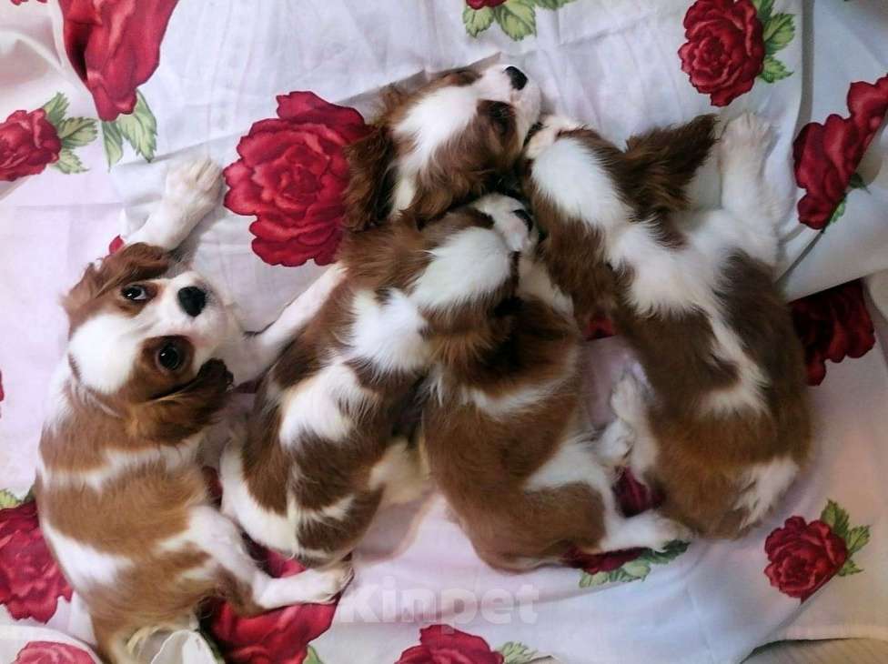 Собаки в Москве: Кавалер Кинг Чарльз спаниель Щенки 2,5 м. Мальчик, 70 000 руб. - фото 3