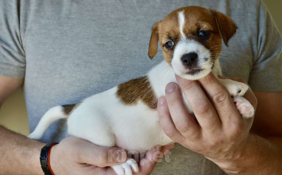 Собаки в Смоленске: Щенки Джек Рассел Терьер Девочка, Бесплатно - фото 3