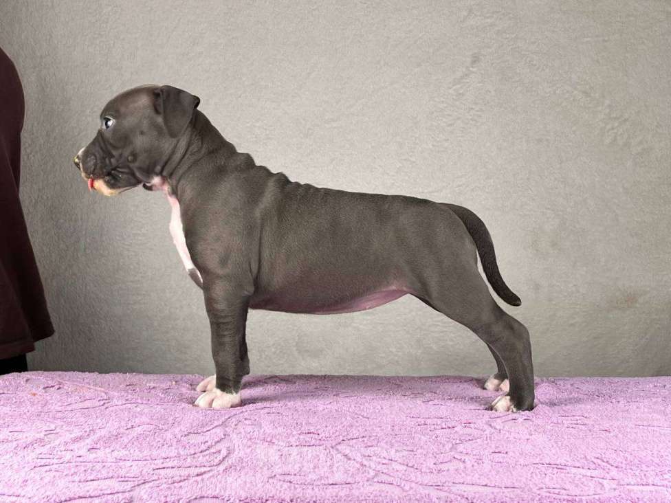 Собаки в Москве: Шикарная девочка амстаффа Девочка, 130 000 руб. - фото 3