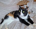 Кошки в Москве: Трехцветная кошка в добрые руки  Девочка, Бесплатно - фото 8