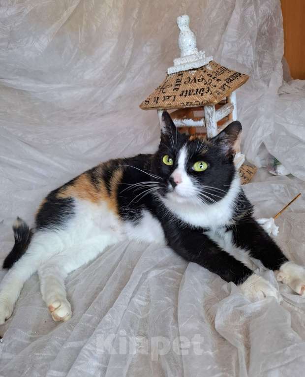 Кошки в Москве: Трехцветная кошка в добрые руки  Девочка, Бесплатно - фото 8