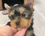 Собаки в Москве: Щенки йоркширского терьера  Мальчик, 30 000 руб. - фото 2