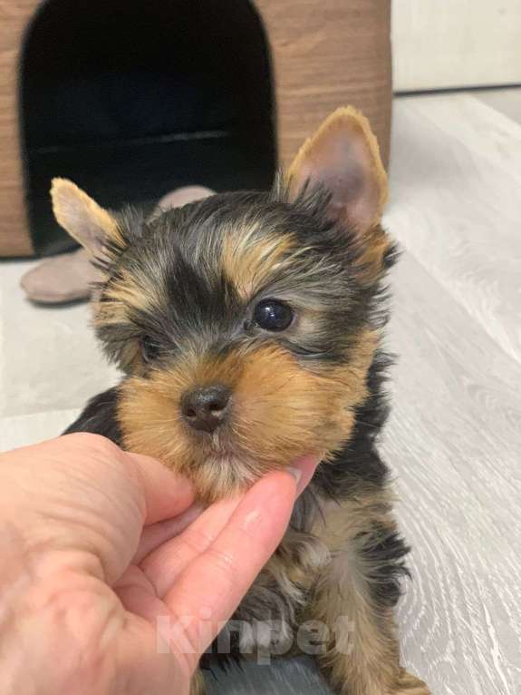 Собаки в Москве: Щенки йоркширского терьера  Мальчик, 30 000 руб. - фото 2