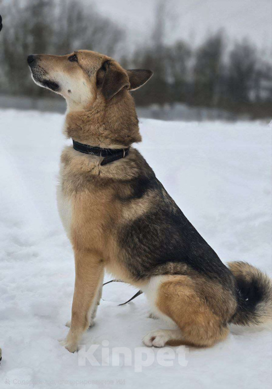 Собаки в Королеве: Лекси! Девочка, Бесплатно - фото 3