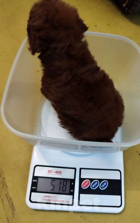 Собаки в Дмитрове: Той-пудель/micro РКФ мальчик Мальчик, 130 000 руб. - фото 3